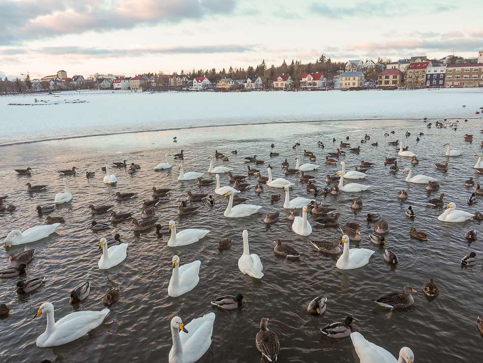 Tjörnin Lake and Hljómskála park in Reykjavik
