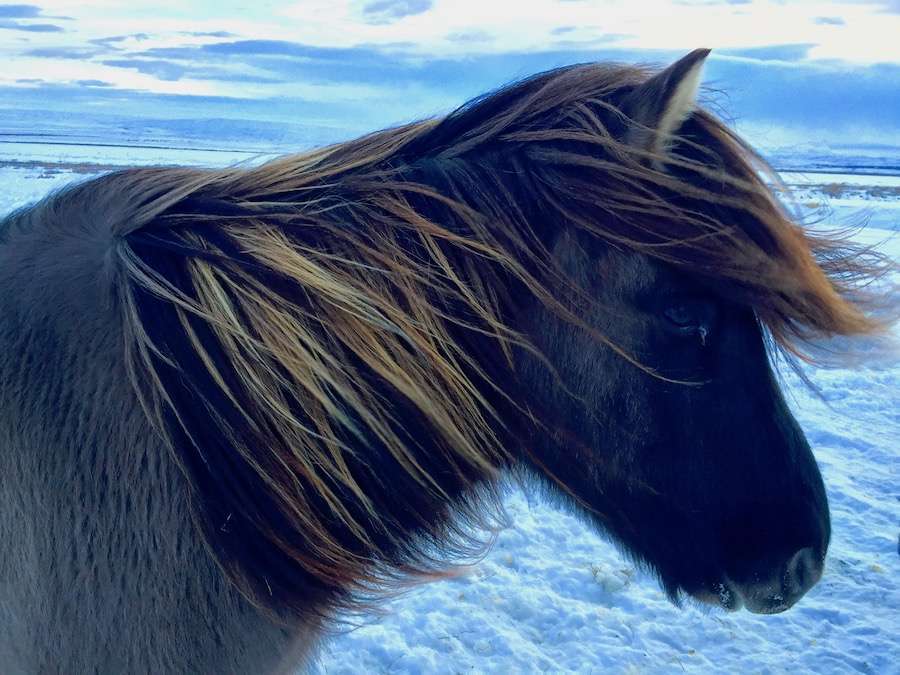 A close up of a brown pony head standing in front of snow.