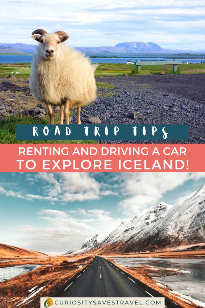 Two landscape photos separated by a text box that reads "Road trip tips - renting and driving a car to explore Iceland!" The top photo shows a sheep standing on gravel looking at the camera while the bottom photo shows an asphalt road with snowy mountains on the right side.