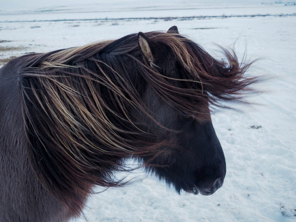 Icelandic pony in winter