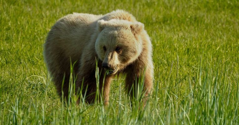 A close up shot of a brown bear eating some grass in a field.
