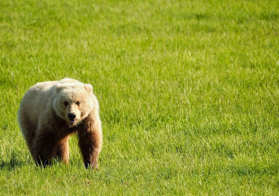 Alaska brown bear viewing Lake Clark National Park chinitna bay