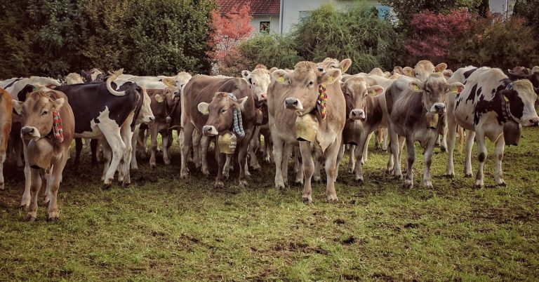 A group of brown cows wearing big bells and floral decorations standing on grass in front of bushes and a building.