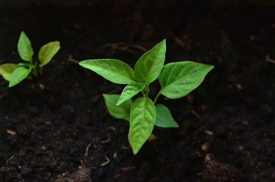 A close-up of a green plant growing in dirt.