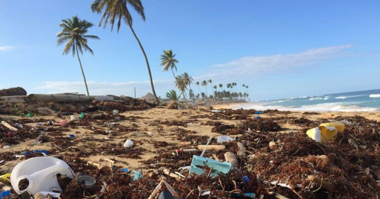 A tropical beach with palm trees in the background and lots of rubbish among seaweed in the foreground.