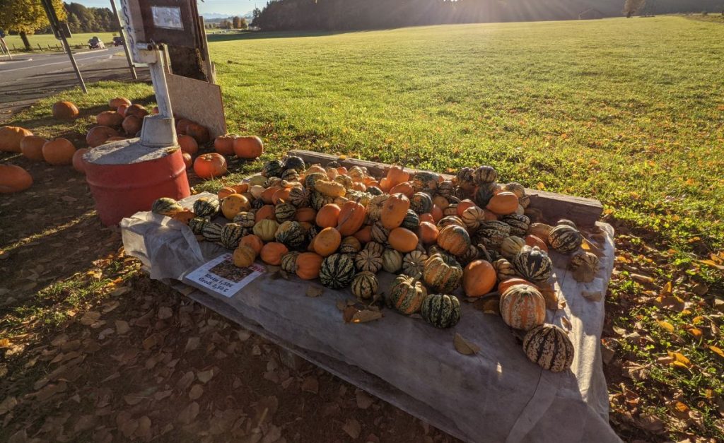 Pumpkins for sale on a roadside stall on a sunny day in southern Germany.