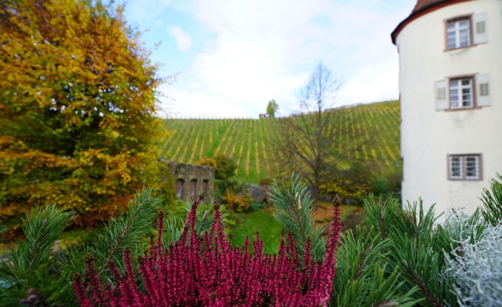 A white building next to grape vines on a hill and a tree with fall foliage, all out of focus, with red and green leaves in focus at the front of the picture.