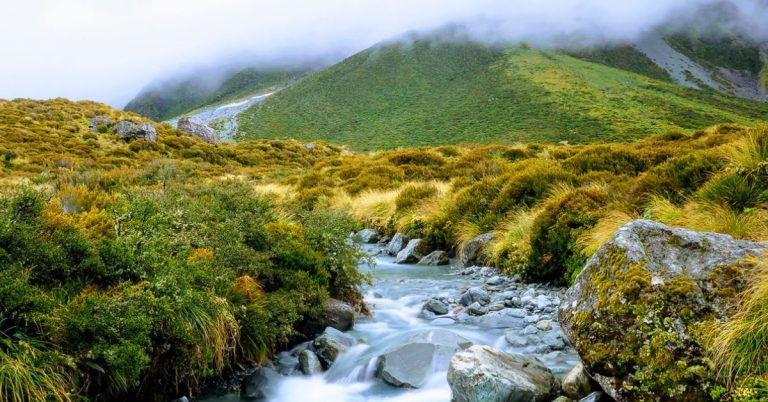 A landscape in New Zealand featuring a small stream in the foreground surrounded by green and yellow bushy plants with a mist covered hills in the background.