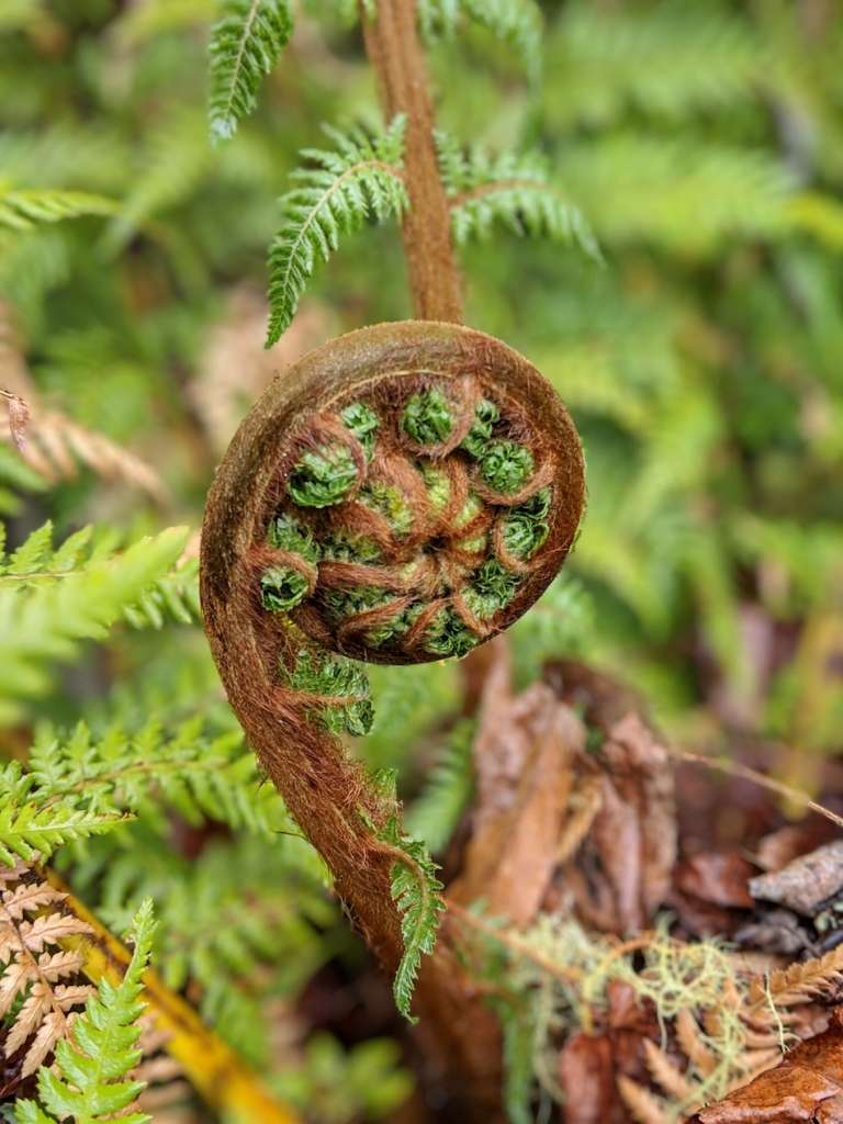 New Zealand Photography fern