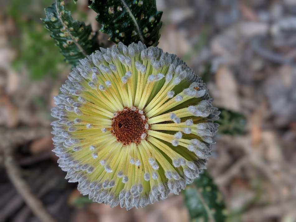 Bottlebrush flower Australia Blue Mountains