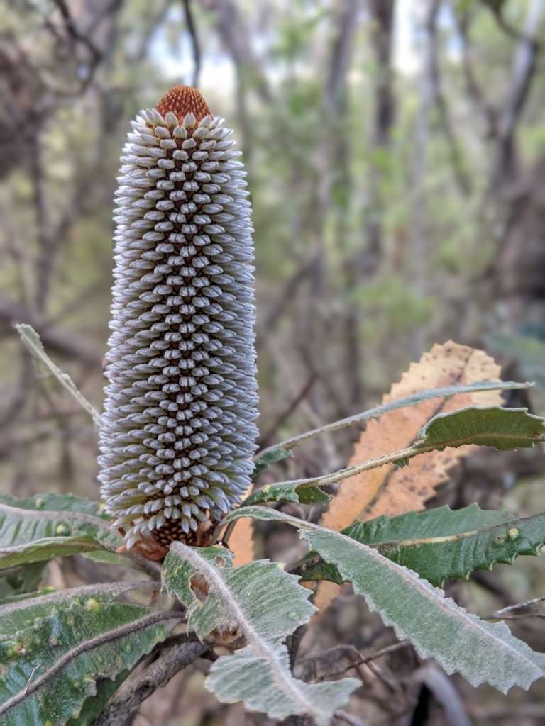 Bottlebrush flower Australia Blue Mountains
