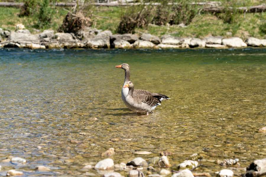 two geese in a river