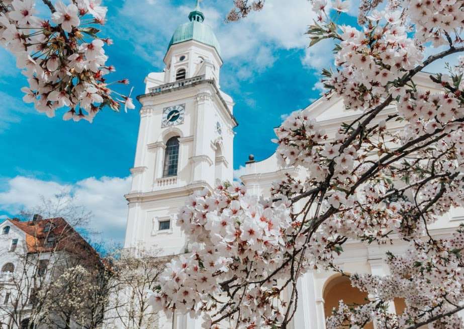 spring cherry blossoms and a historic church in Munich