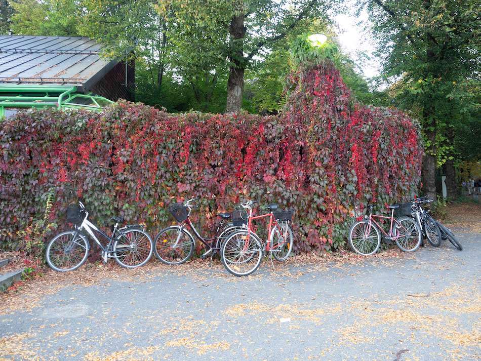 bikes resting along a red ivy wall in Munich