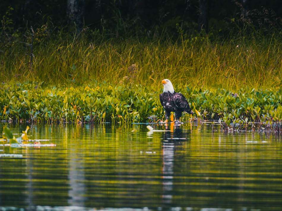 American Eagle in Alaska