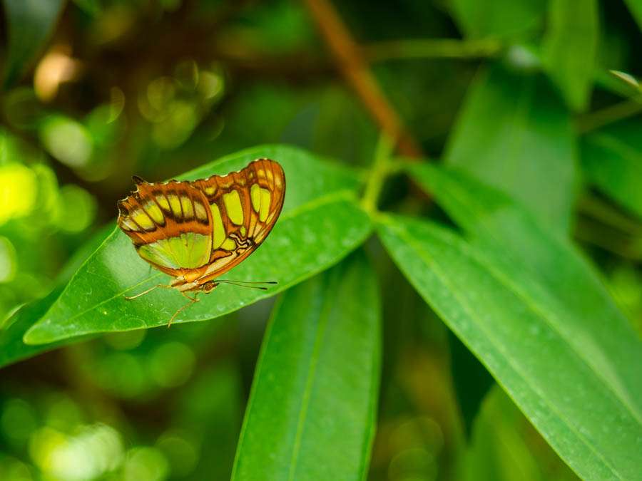 Mainau Island Butterfly house.