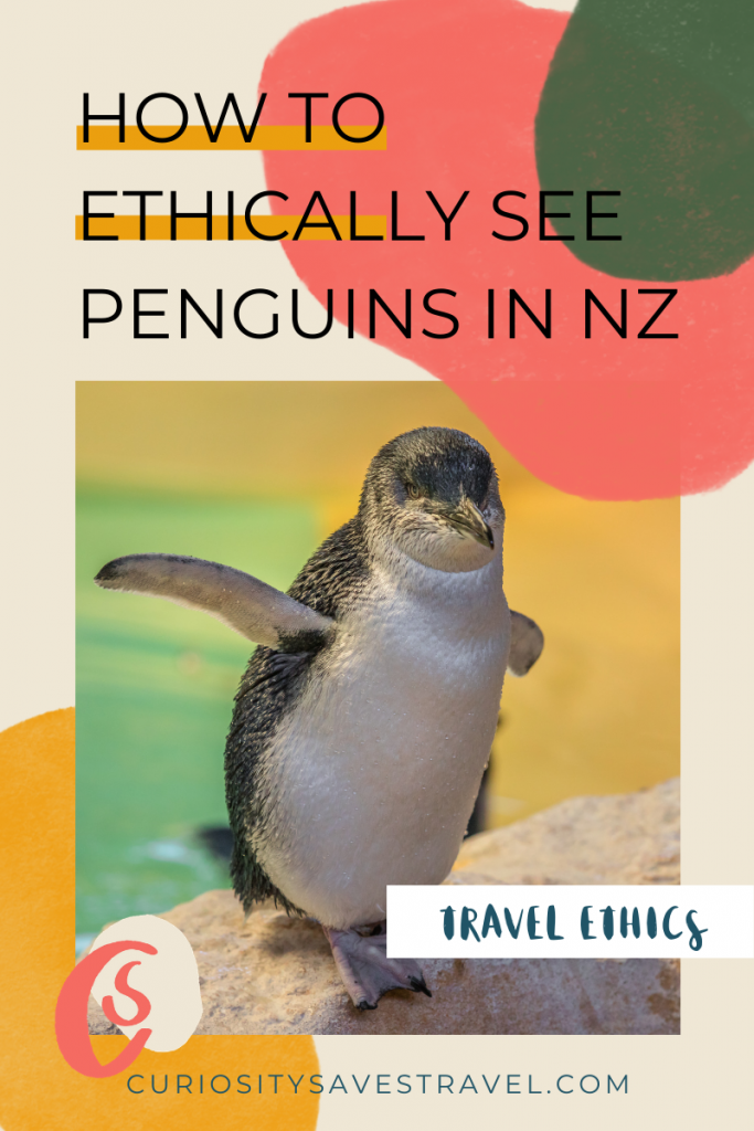 How to Ethically See Penguins in New Zealand PIN 1 to pin