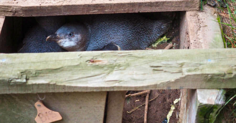 How to see little penguins ethically in New Zealand Akaroa