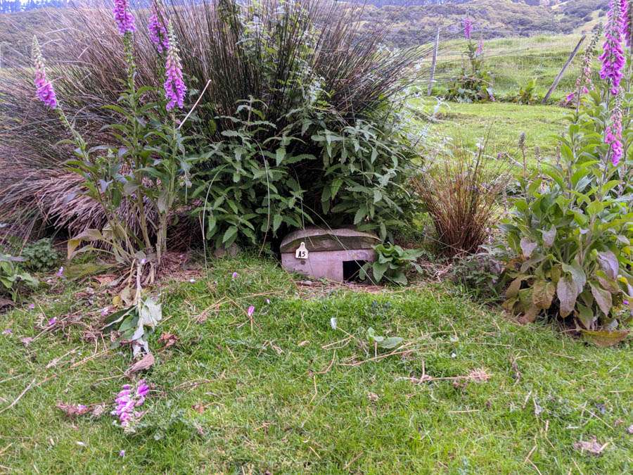 Pohatu Little Penguin Tour Akaroa New Zealand
