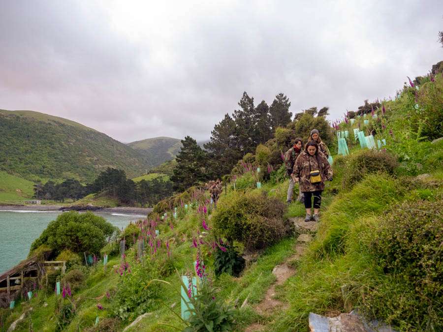 Little-Penguin-Ecotour-Akaroa-New-Zealand