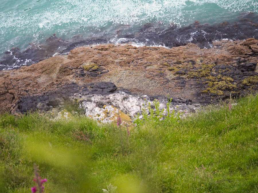 little penguins new zealand