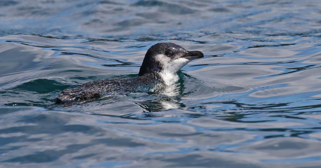 New Zealand little Penguin