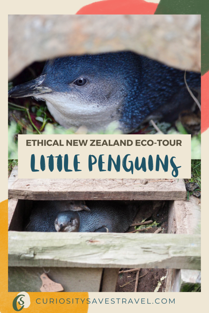 how to see little penguins in how to see little penguins in New Zealand e New Zealand ethically