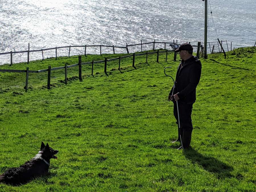 Ireland Sheep Dog demonstrations
