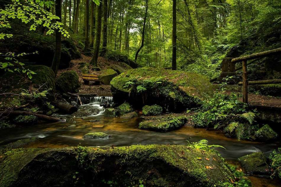 forest earth day