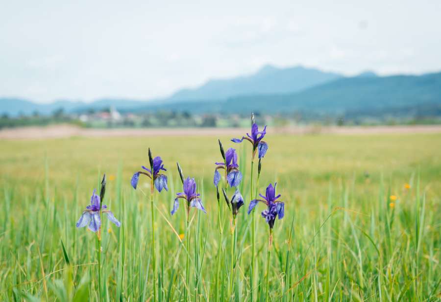 Murnauer Moos Marshland flowers