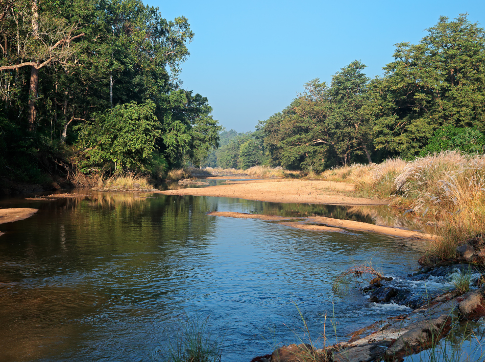 A river surrounded by dry grasses and green trees National Park in India