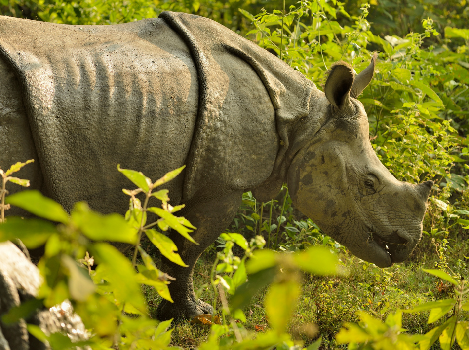 A Greater One-horned Rhinoceros in an National Park in India