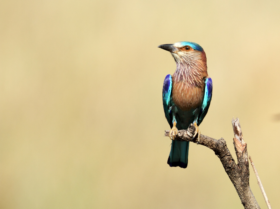 Bright blue and teal bird found in India's National Parks perched on a dead tree