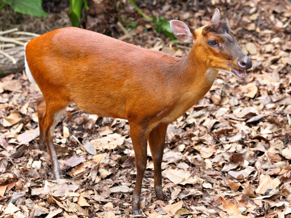 Small deer like animal native to India's National Parks