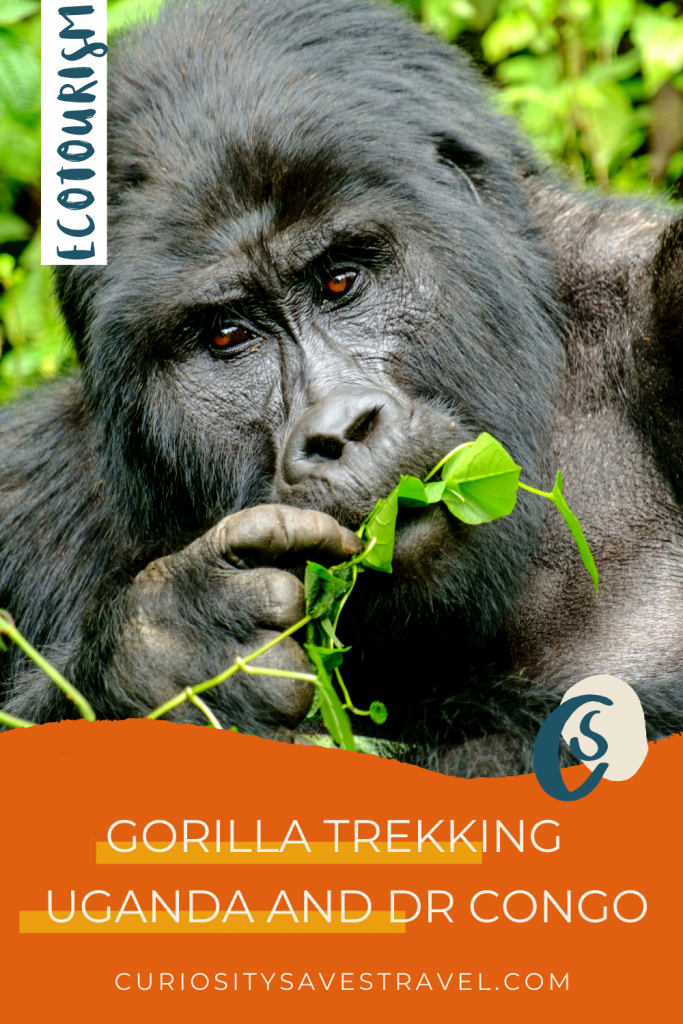 Mountain Gorilla Trekking in Uganda and DR Congo Sustainable Ecotourism