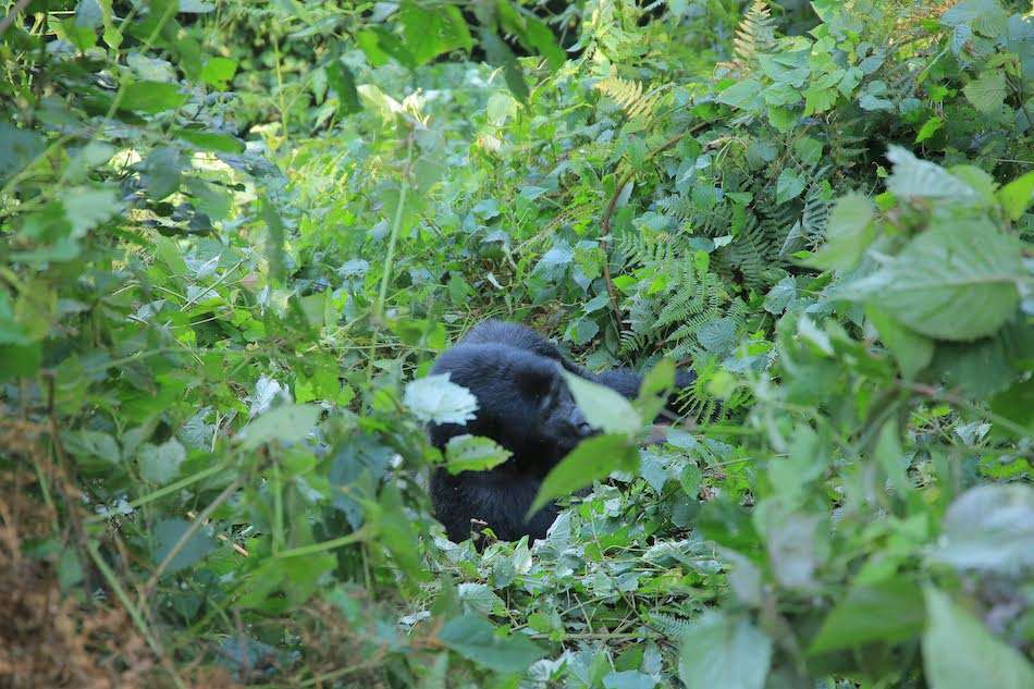 mountain gorilla among leaves on a gorilla trekking tour in Africa