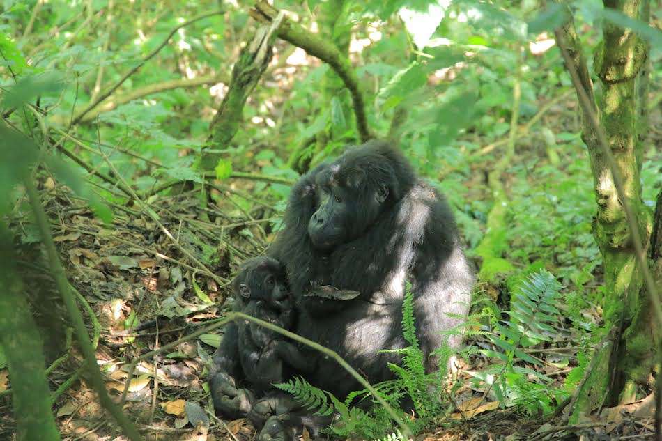 mountain gorilla mother holding a baby in the bushes on an gorilla trek