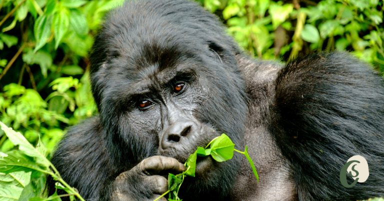mountain gorilla eating a leaf on a sustainable ecotour gorilla trekking in africa