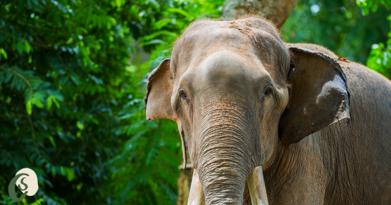 Asian Elephant India Wildlife Diary