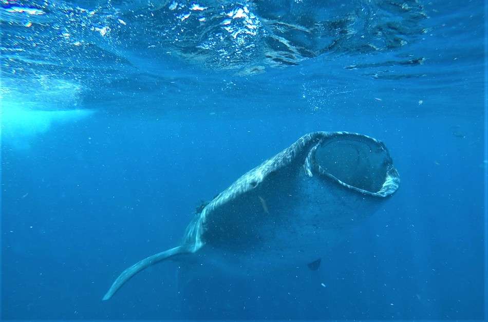 Whale Shark Mexico June 2021