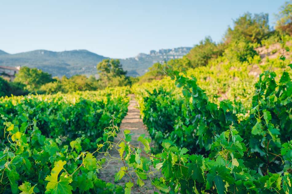 Basque Country Spain Vineyards