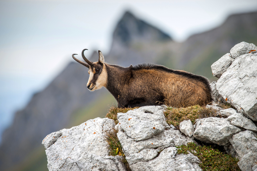 Pyrenean chamois Catalonia National Park