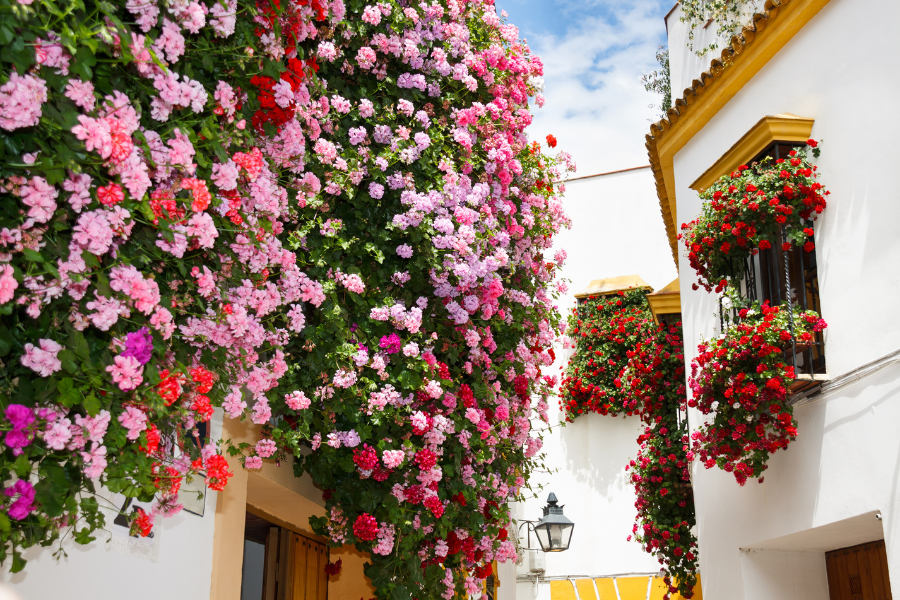 Cordoba Garden Patios