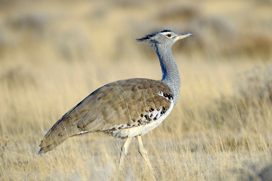 Extremadura Spain Great Bustard