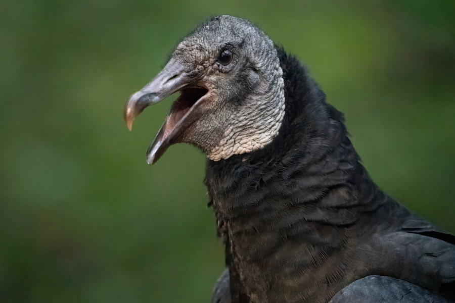 Black Vulture in Monfrague National Park