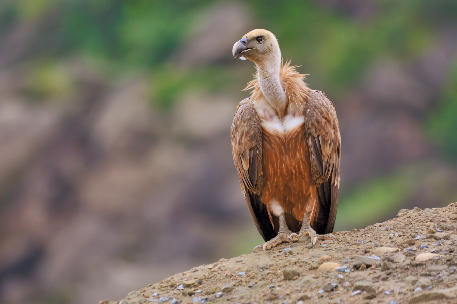 Griffon Vulture Monfrague National Park Spain