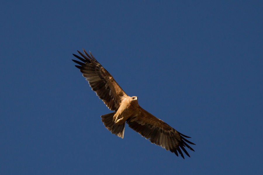 Spanish Imperial Eagle Monfrague