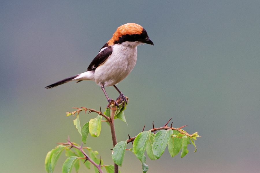 Woodchat Shrikes Monfrague