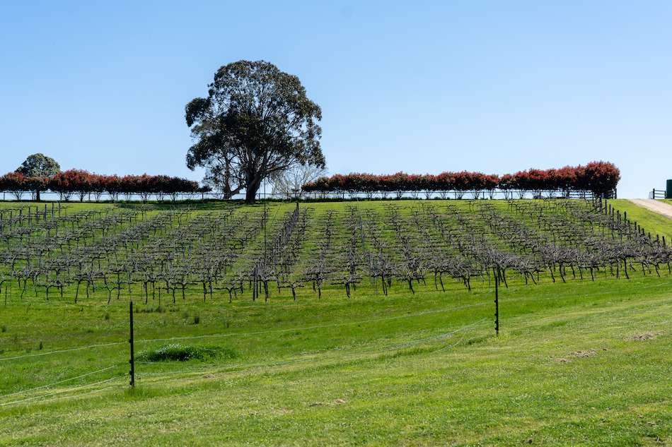 Naked Lady Wines in Rylstone