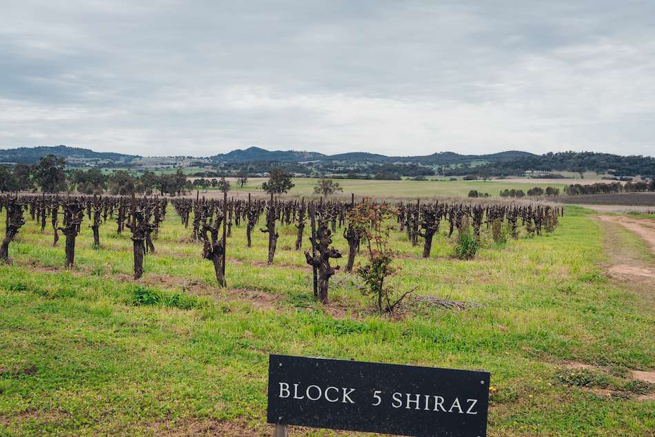 Mudgee Shiraz Vineyards